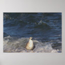 Zoek naar zeemeeuw kunst Fotografie