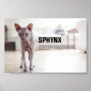Zoek naar sphynx kunst Kitten