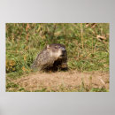 Zoek naar dierlijke afbeeldingen posters Wild