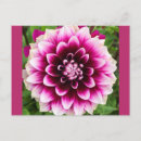 Zoek naar witte dahlia briefkaarten Natuur