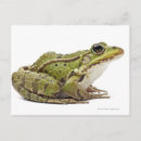 Zoek naar reptiel briefkaarten Amfibie