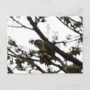 Zoek naar senegal briefkaarten Vogel