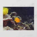 Zoek naar angelfish briefkaarten Zeedieren