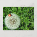 Zoek naar lieveheersbeestje briefkaarten Tuin