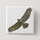 Zoek naar roofvogels buttons Hawk