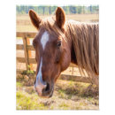 Zoek naar paardenfoto posters Paardenliefhebber
