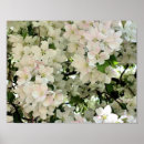 Zoek naar boom bloesem posters Floreel