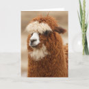 Zoek naar dieren foto kaarten Alpaca