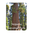 Zoek naar sequoia magneten Natuur