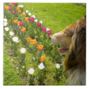 Zoek naar tulpen tegels Liefde