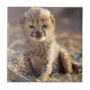 Zoek naar kubus tegels Danita delimont