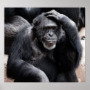 Zoek naar grappige chimpansee posters Dier