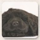 Zoek naar newfoundland onderzetters Hond