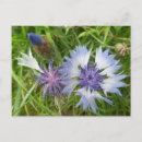 Zoek naar blauwe korenbloem briefkaarten Voor iedereen
