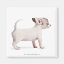 Zoek naar chihuahua puppy magneten Hond