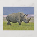Zoek naar neushoorn briefkaarten Renoster