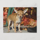 Zoek naar chihuahua puppy briefkaarten Klein