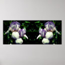 Zoek naar witte iris posters Voor haar