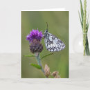 Zoek naar witte vlinder kaarten Natuur