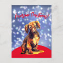 Zoek naar dachshund briefkaarten Honden