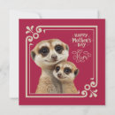 Zoek naar meerkats kaarten Voor haar