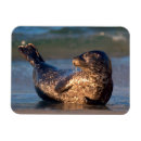 Zoek naar staart magneten Danita delimont