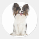 Zoek naar papillon hond stickers Honden