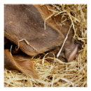 Zoek naar varkens posters Elk persoon