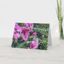 Zoek naar dianthus kaarten Anjer