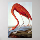 Zoek naar amerikaanse flamingo posters John james audubon