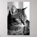 Zoek naar katten portret posters Elk persoon