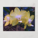 Zoek naar orchidee briefkaarten Exotisch