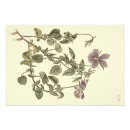 Zoek naar viooltje posters Violet