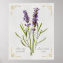Zoek naar betekenis van bloemen posters Lavandula vera