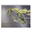 Zoek naar het bidden mantid Mantis