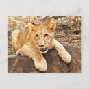 Zoek naar ademhaling briefkaarten Fotografie