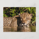 Zoek naar pantanal posters Judith zimmerman