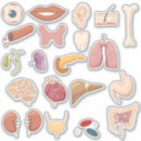 Zoek naar organen stickers Educatieve