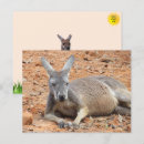 Zoek naar kangoeroe briefkaarten Australië