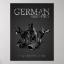 Zoek naar gsd posters Duitse herdershond