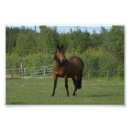 Zoek naar horse kunst Veld