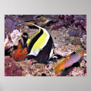 Zoek naar idool posters Moorish idol