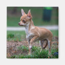 Zoek naar chihuahua puppy magneten Klein