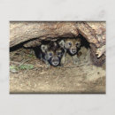 Zoek naar den haag briefkaarten Wild