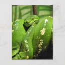 Zoek naar groene slangen briefkaarten Python