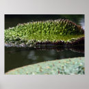 Zoek naar stootkussen posters Lotusbloem