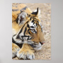 Zoek naar tijger portret posters Aziatisch