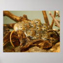 Zoek naar mongoolse posters Voor iedereen