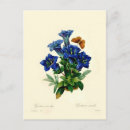 Zoek naar gentiaan posters Botanisch