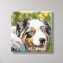 Zoek naar australian shepherd kunst Dier